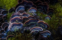 Trametes Versicolor 22-7774